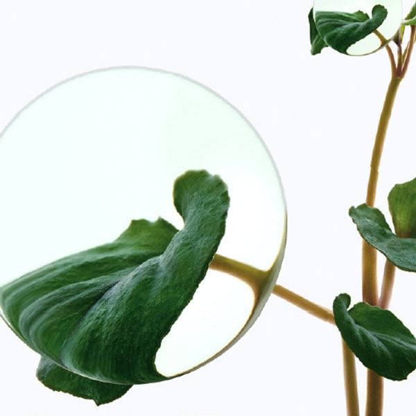 Anua Heartleaf 80% Soothing Ampoule 30ml